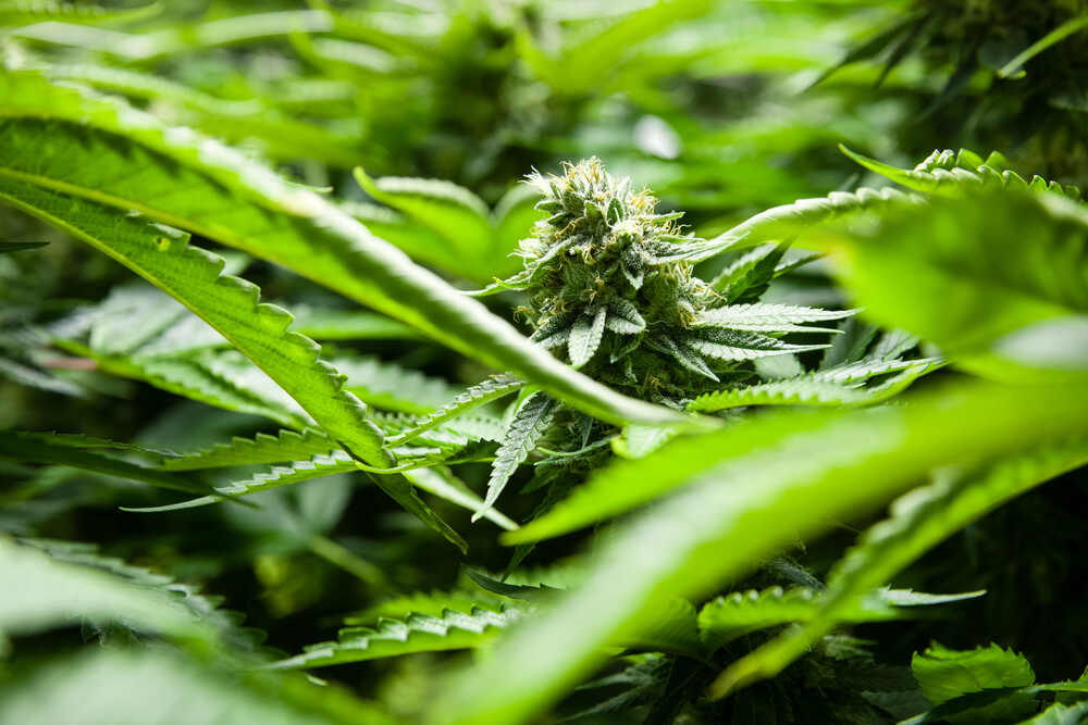 cannabis bud close up indoor SOG grow