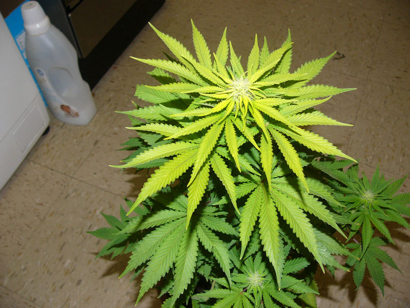 yellow cannabis plant new growth iron deficiency