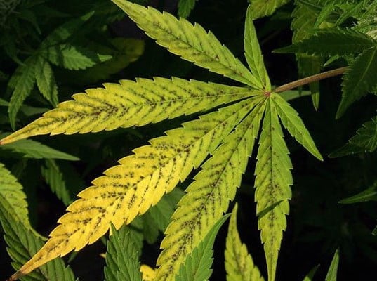 Cannabis Plant Nutrient Deficiency
