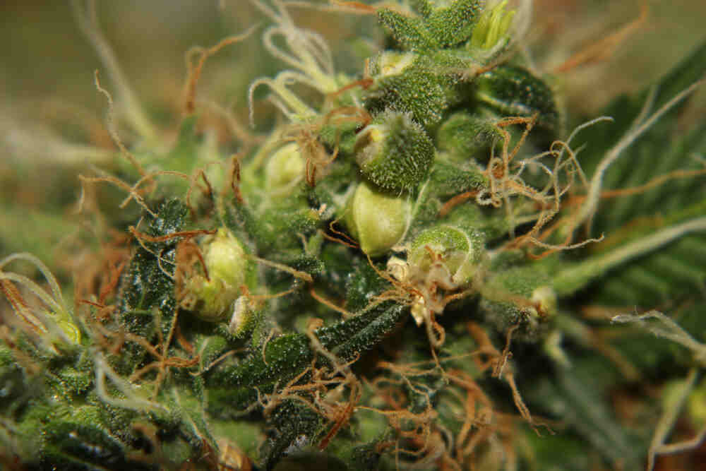 What are the early signs of a hermie plant?