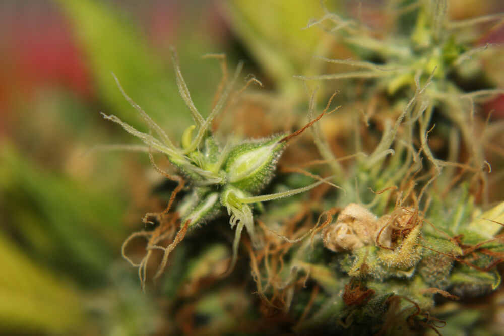 hermie weed plant