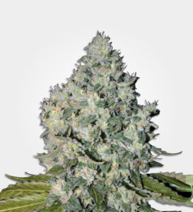 Big bud plant