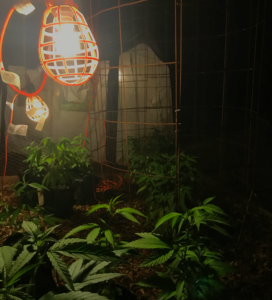 gas Lantern routine Cannabis growing