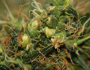 Seeds Growing in a regular marijuana plant