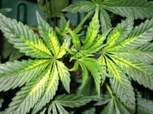 Iron Deficiency in Cannabis plants