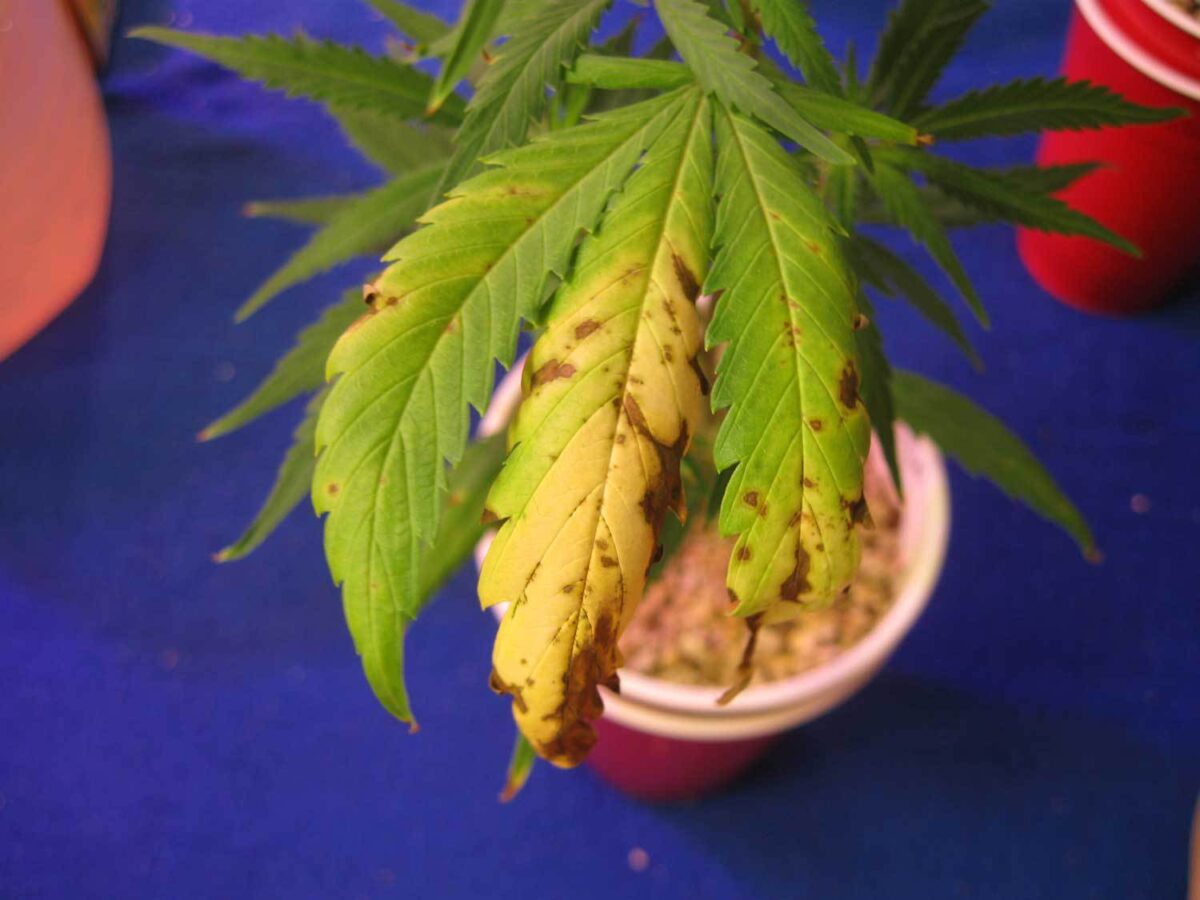 marijuana nitrogen deficiency