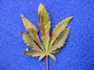 Severe phosphorus deficiency in cannabis