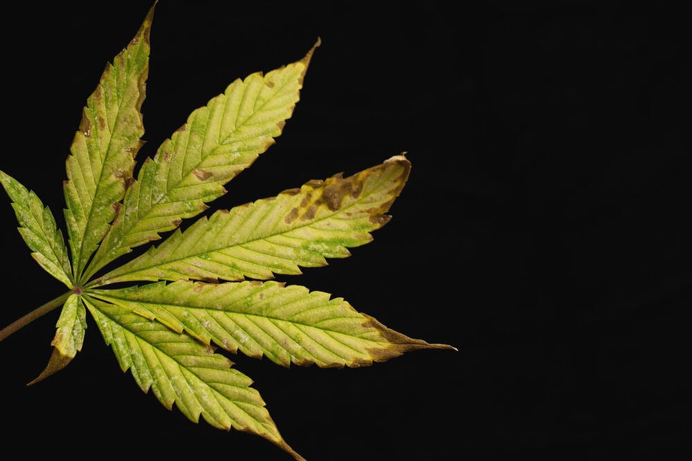 cannabis leaf showing signs of light stress