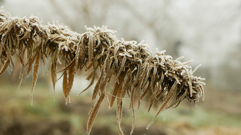 cannabis plant growing outdoors showing signs of cold stress