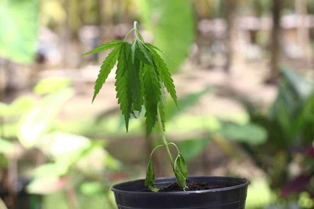 drooping overwatered cannabis leaves
