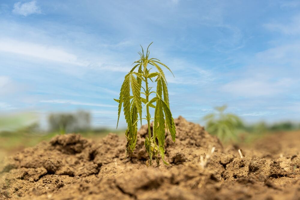 Dry underwatered cannabis plant with drying leaves