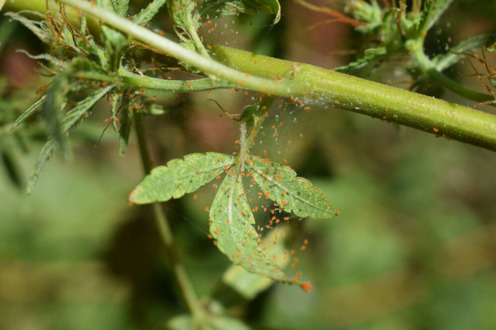 cannabis leaf close up infested with spider mites