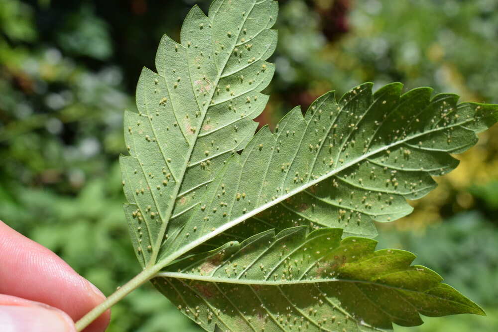 cannabis leaf underside infested with aphids