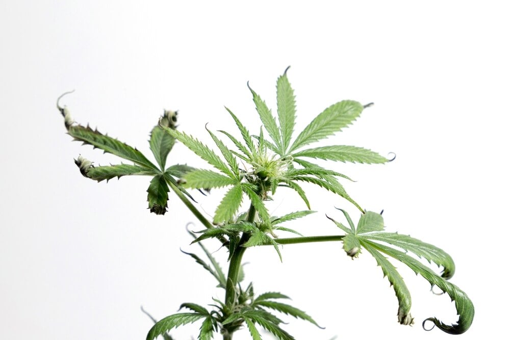 cannabis plant showing signs of stress from over feeding