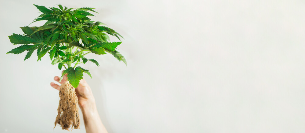 cannabis plant held in a persons hand showing signs of root rot