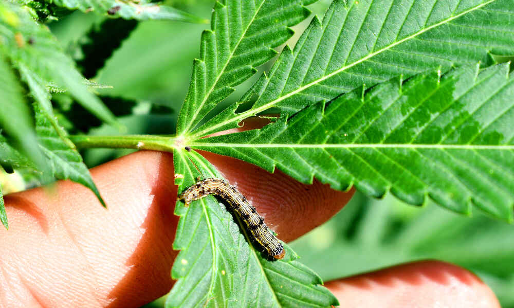 cannabis leaf close up infested with Caterpillars