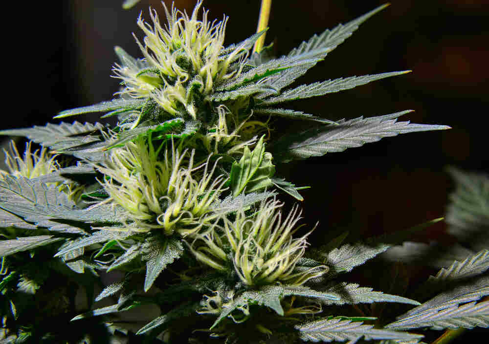 How do you know if your plant is male or female before flowering?