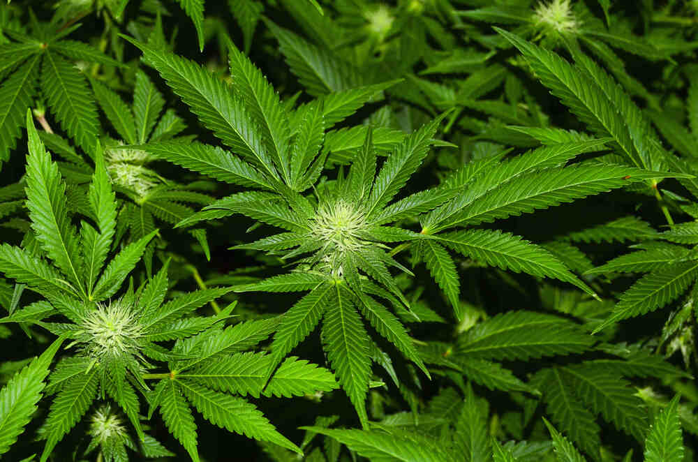 a healthy cannabis plant with vibrant green colored leaves