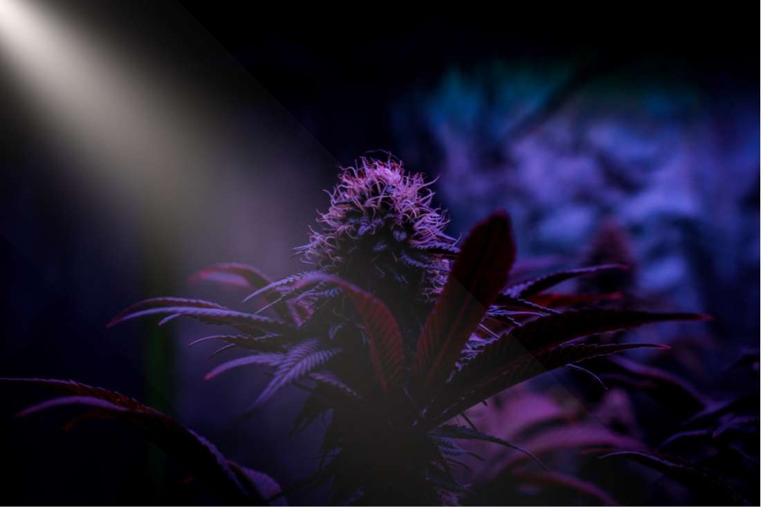 dark indoor cannabis grow room with light leaking through