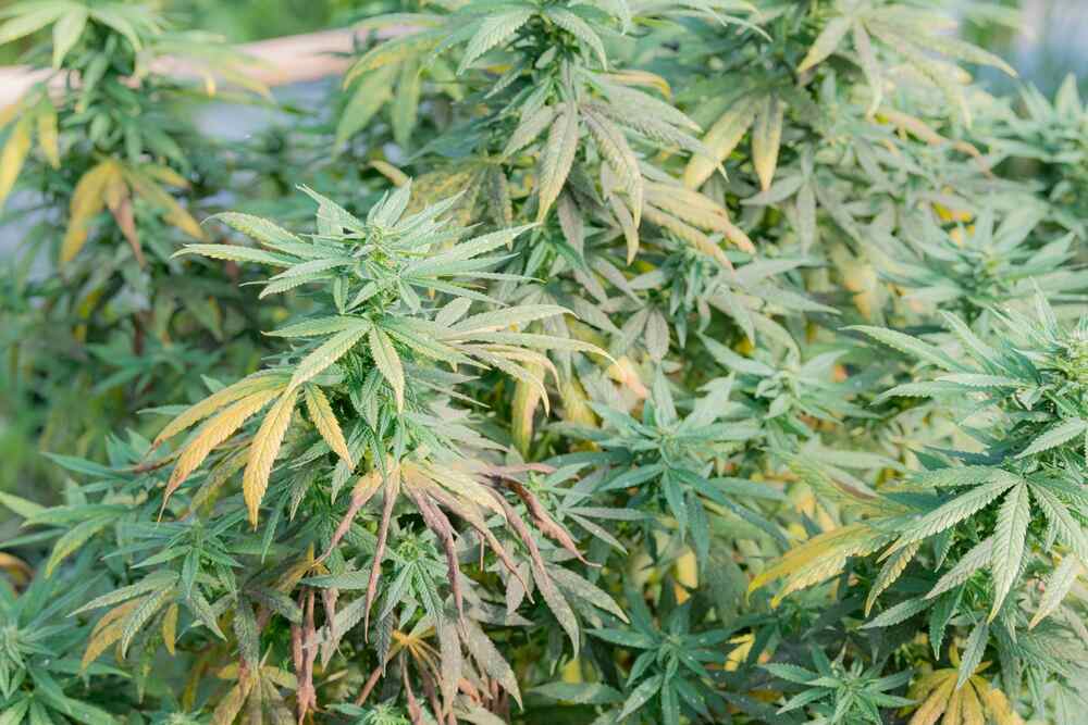 outdoor cannabis plants that are showing signs of climatic stress