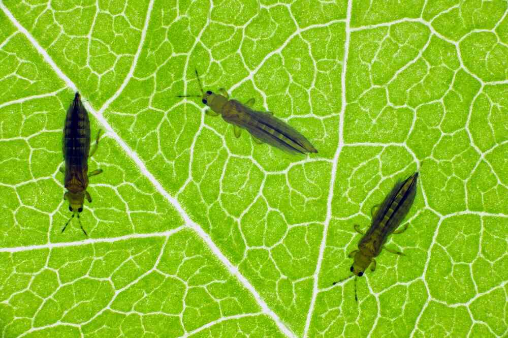 close up of cannabis infested with thrips