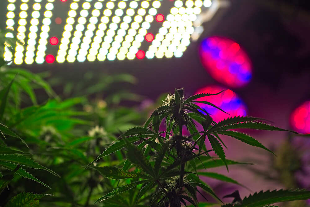 autoflower plant growing under led light