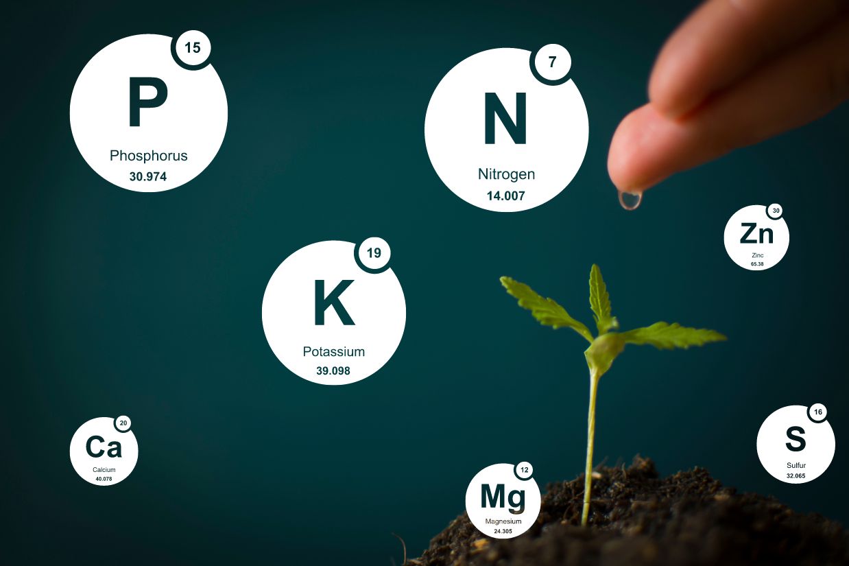 What is the best autoflower nutrient feeding schedule?