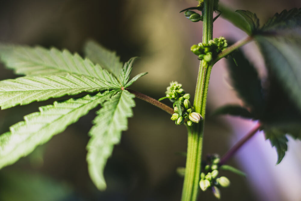 hermi cannabis plant