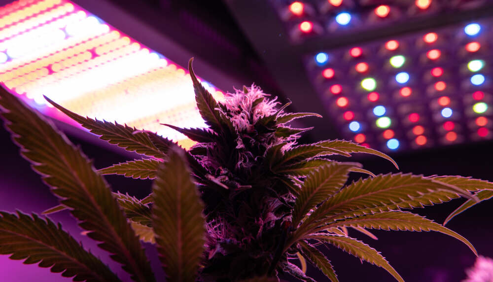 LED cannabis grow lights