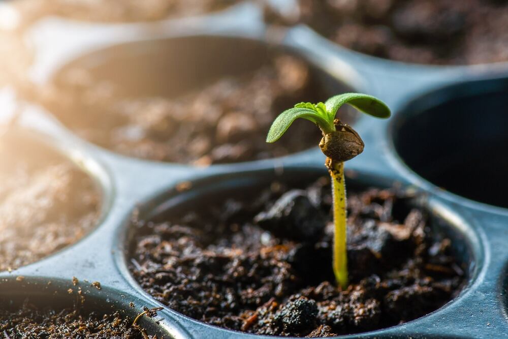 How do you germinate autoflower seeds?