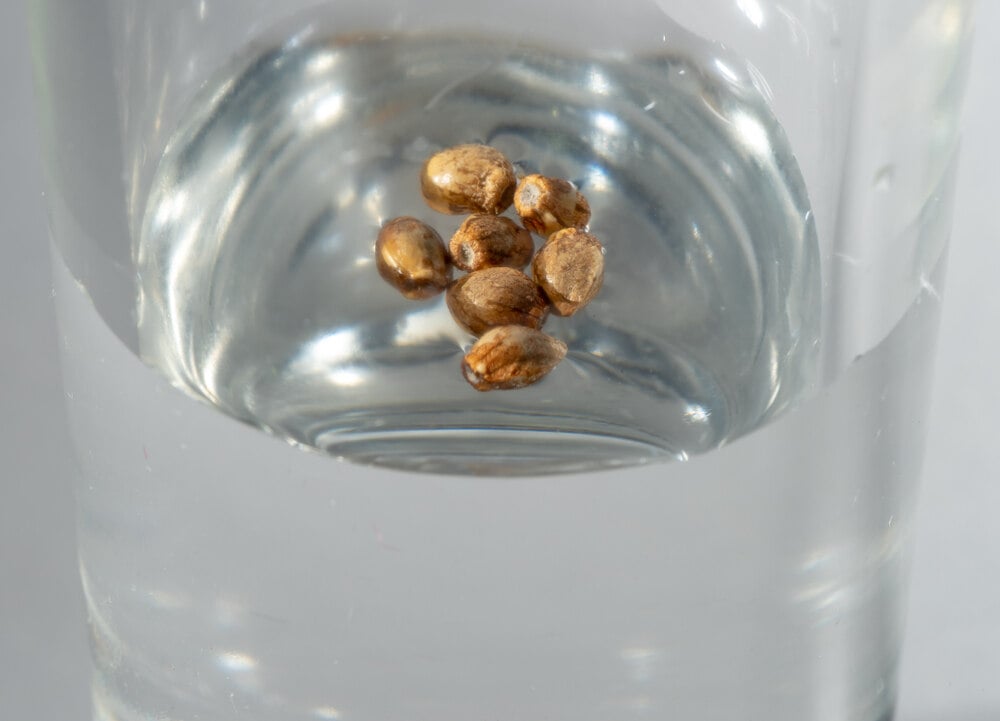 germinating autoflower seeds in water