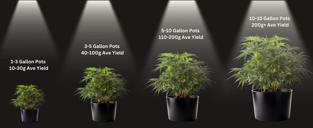 Types of containers for growing autoflowering cannabis