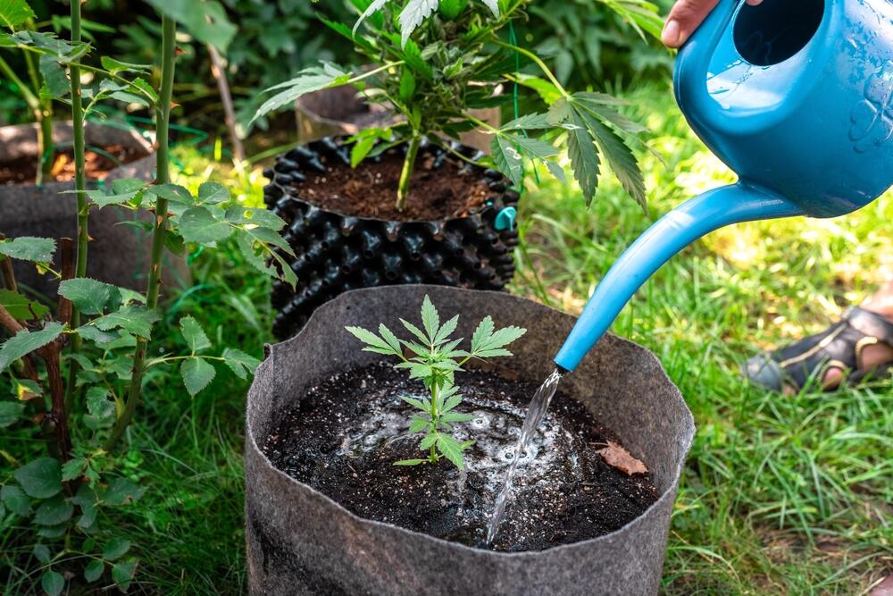 Watering autoflowers outdoors