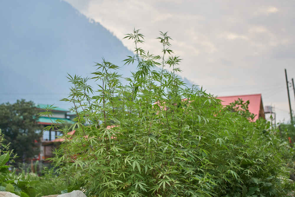 Wild Cannabis growing in Himalayas mountain