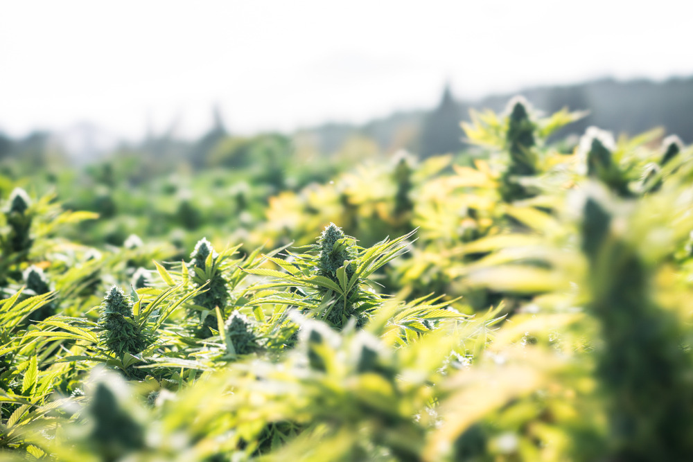 How to grow autoflowering plants outdoors 
