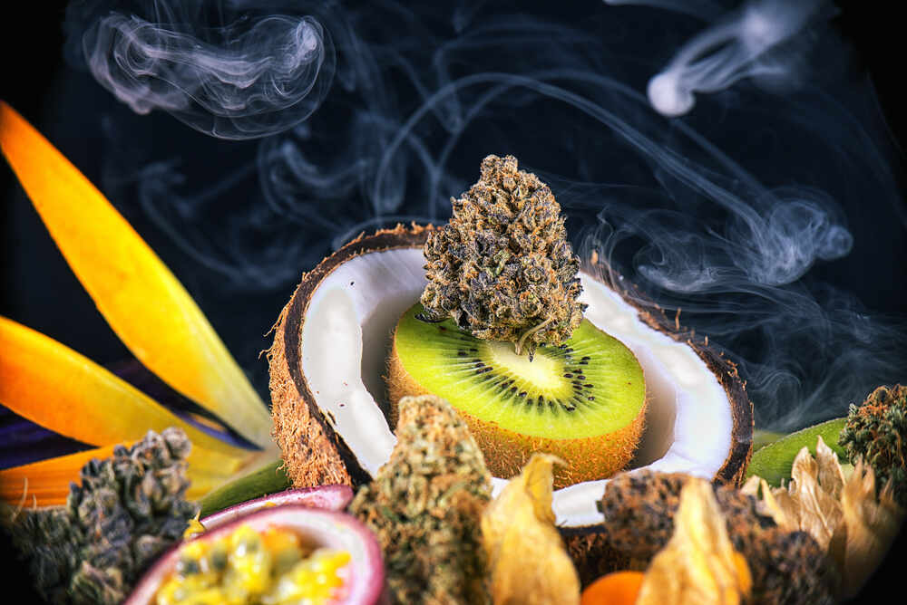 What terpenes are in weed and what do they do?