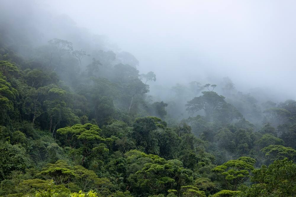 wet and humid forest