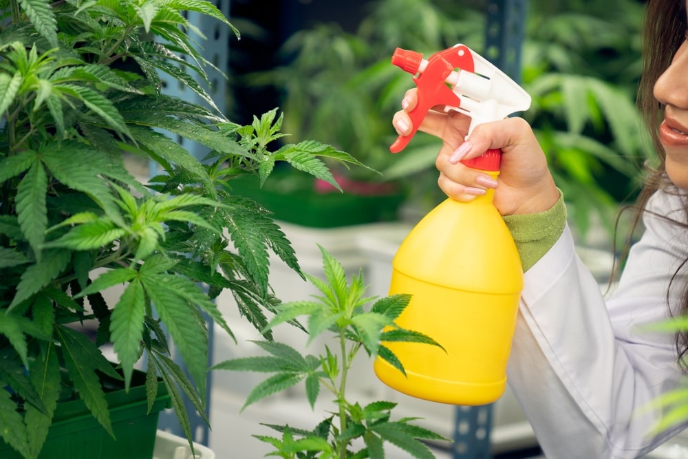 spraying leaves with Gibberellic Acid