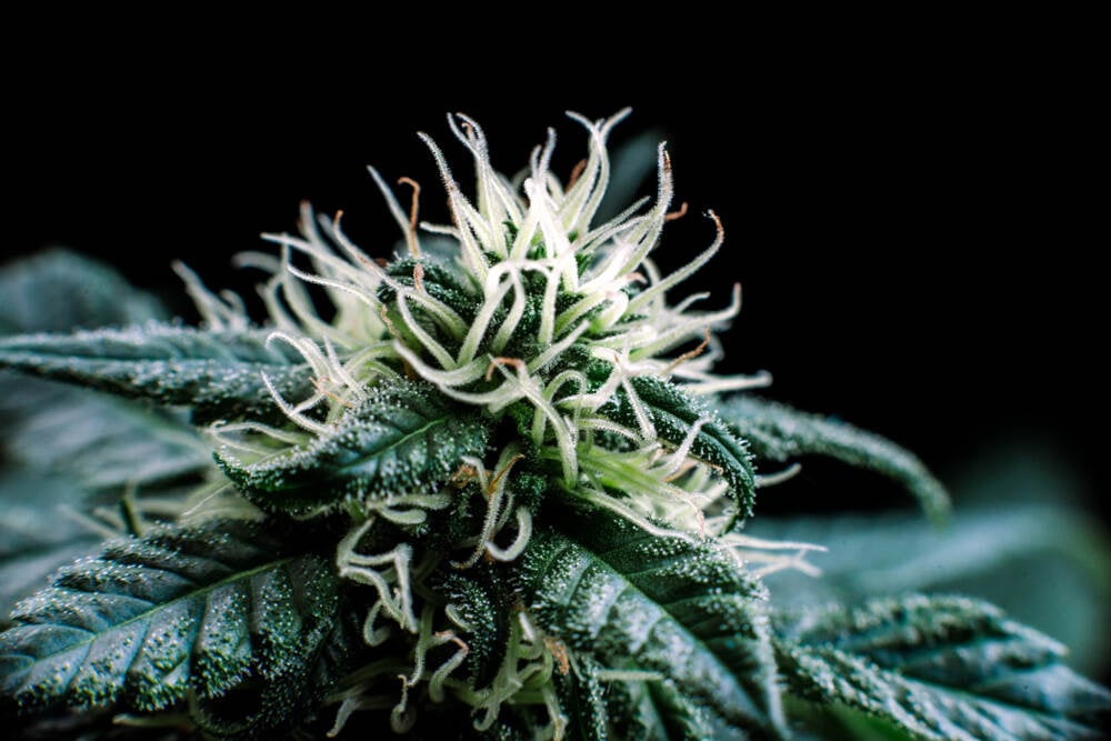 Autoflower bud close up in the early flowering stage