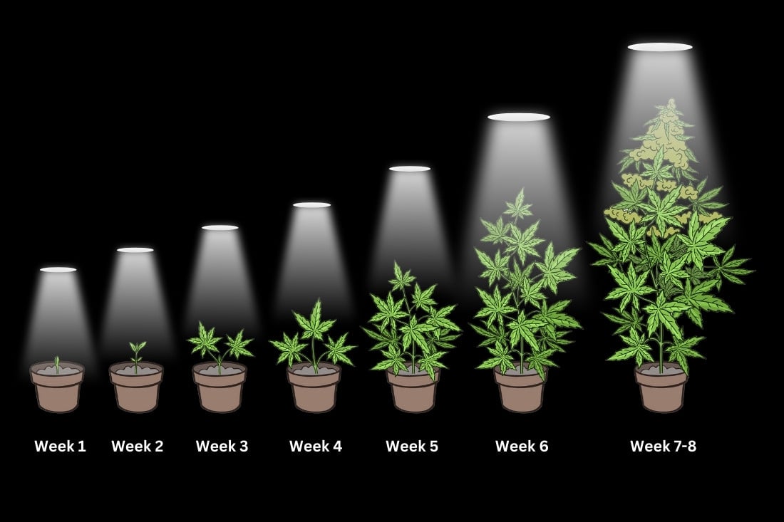 How to grow autoflowers week by week