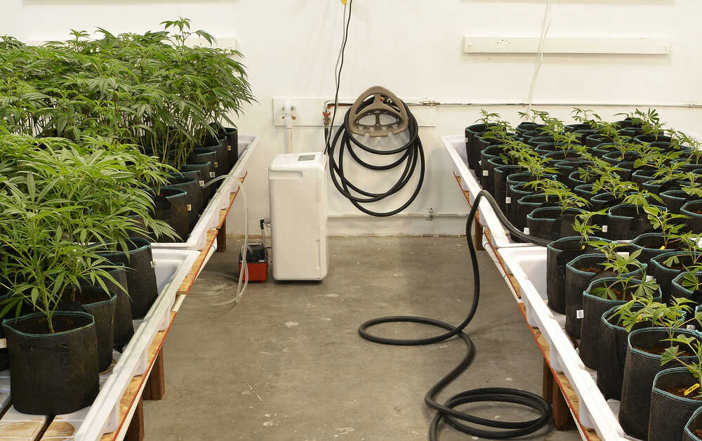 DIY indoor cannabis grow room setup