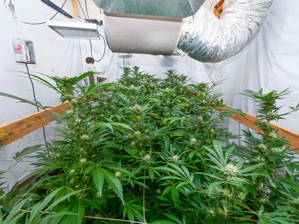 How to build your own cannabis grow room