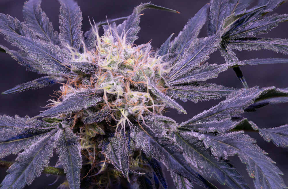 Strawberry Cough Strain Review: Does it really make you cough?