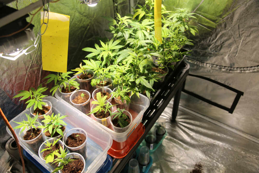organized indoor cannabis grow room