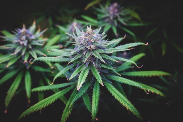 tropicana-cookies-strain-in-flowering-stage