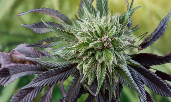 Acapulco-gold-strain