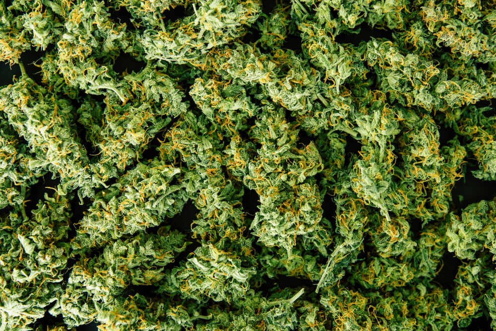 A pile of trimmed cannabis buds