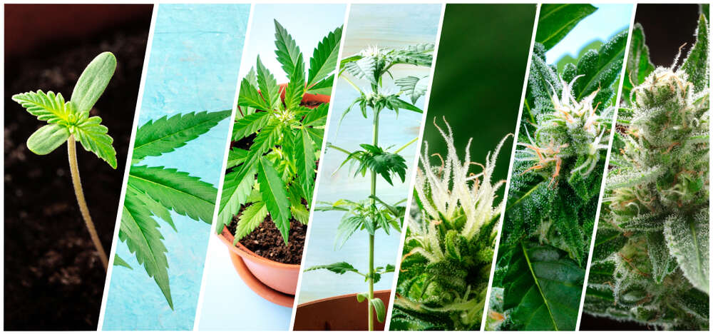 How to Grow Marijuana Indoors: Step-By-Step Guide