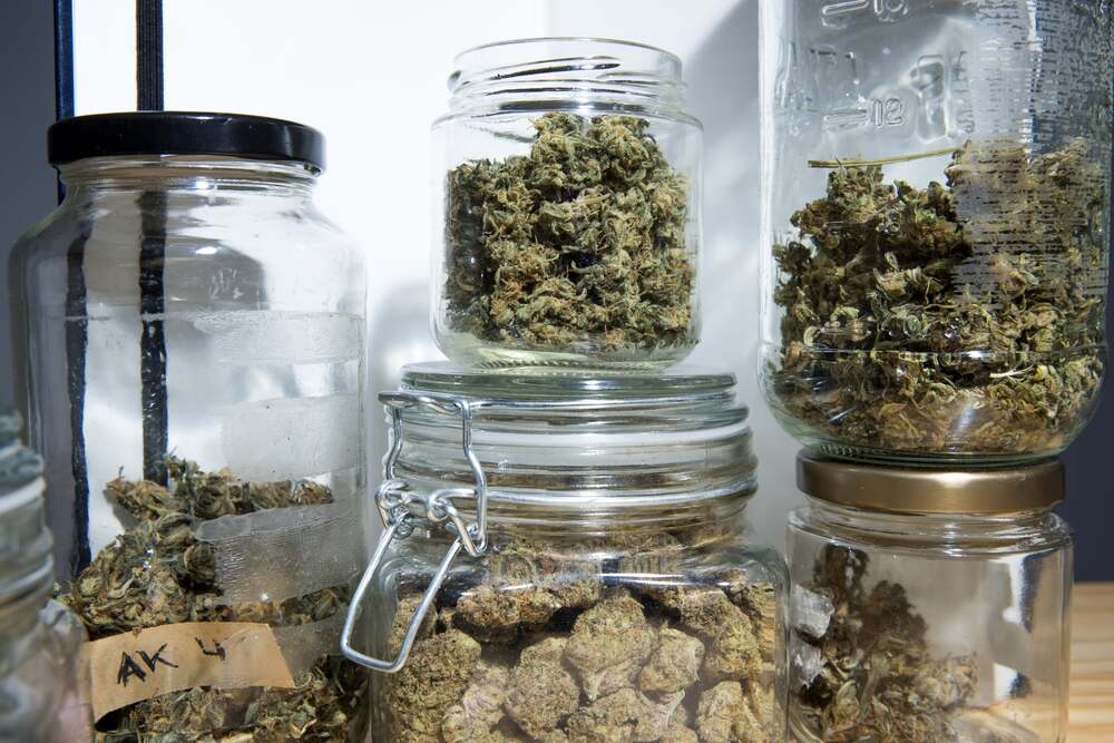 curing weed in glass mason jars after harvesting
