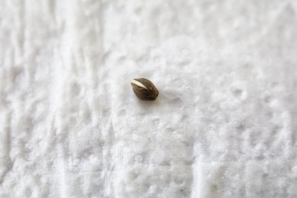 germinating cannabis seed on a paper towel